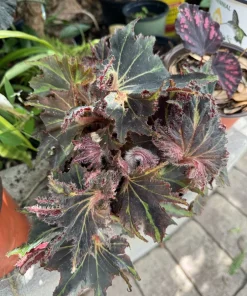 Rex Begonia Live Plant – Vibrant Foliage Houseplant – Indoor Decorative Plant - Image 1