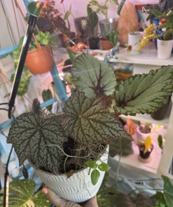 Rex Begonia Style Foliage Live Plant – Colorful Decorative Indoor Houseplant - Image 2