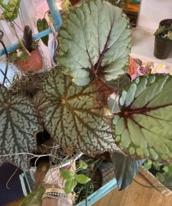 Rex Begonia Style Foliage Live Plant – Colorful Decorative Indoor Houseplant - Image 3