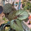 Rex Begonia Style Foliage Live Plant – Colorful Decorative Indoor Houseplant - Image 1