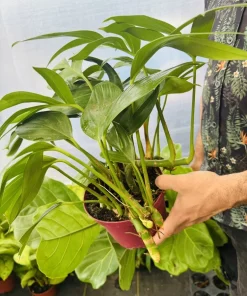 Rhaphidophora Decursiva Live Plant - Trailing Indoor Houseplant - Image 2