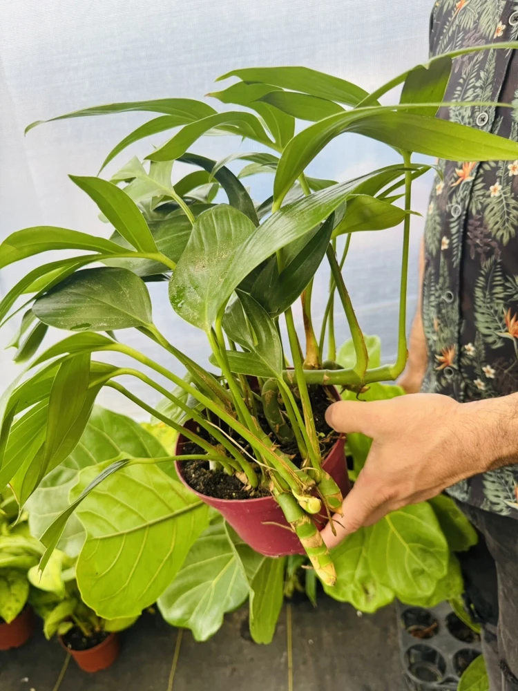 Rhaphidophora Decursiva Live Plant - Trailing Indoor Houseplant - Image 2
