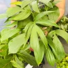 Rhaphidophora Decursiva Live Plant - Trailing Indoor Houseplant - Image 1