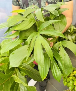 Rhaphidophora Decursiva Live Plant - Trailing Indoor Houseplant - Image 1