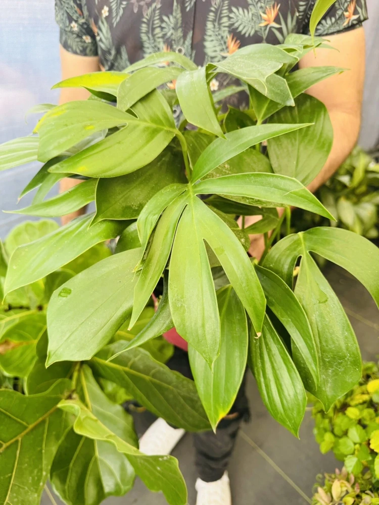 Rhaphidophora Decursiva Live Plant - Trailing Indoor Houseplant - Image 1