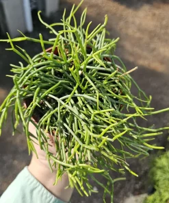 Rhipsalis Baccifera Live Plant – Mistletoe Cactus Trailing – 4 inch Pot – Pet Safe Indoor Houseplant - Image 2
