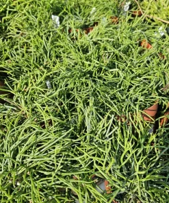 Rhipsalis Baccifera Live Plant – Mistletoe Cactus Trailing – 4 inch Pot – Pet Safe Indoor Houseplant - Image 3