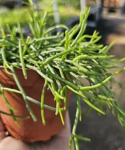 Rhipsalis Baccifera Live Plant – Mistletoe Cactus Trailing – 4 inch Pot – Pet Safe Indoor Houseplant - Image 4