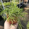 Rhipsalis Baccifera Live Plant – Mistletoe Cactus Trailing – 4 inch Pot – Pet Safe Indoor Houseplant - Image 1