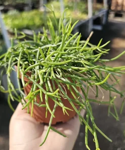 Rhipsalis Baccifera Live Plant – Mistletoe Cactus Trailing – 4 inch Pot – Pet Safe Indoor Houseplant - Image 1