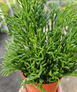 Rhipsalis Baccifera Upright Live Plant - 4 inch Nursery Pot - Easy Indoor Houseplant - Image 2