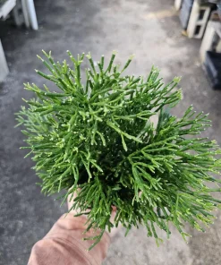 Rhipsalis Baccifera Upright Live Plant - 4 inch Nursery Pot - Easy Indoor Houseplant - Image 3