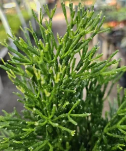 Rhipsalis Baccifera Upright Live Plant - 4 inch Nursery Pot - Easy Indoor Houseplant - Image 4