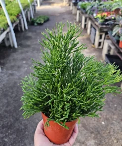 Rhipsalis Baccifera Upright Live Plant - 4 inch Nursery Pot - Easy Indoor Houseplant - Image 5