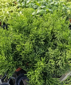 Rhipsalis Baccifera Upright Live Plant - 4 inch Nursery Pot - Easy Indoor Houseplant - Image 6