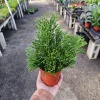Rhipsalis Baccifera Upright Live Plant - 4 inch Nursery Pot - Easy Indoor Houseplant - Image 1