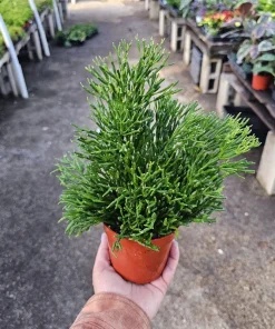 Rhipsalis Baccifera Upright Live Plant - 4 inch Nursery Pot - Easy Indoor Houseplant - Image 1