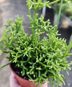 Rhipsalis Cereuscula Live Plant – 4in Pot Trailing Jungle Cactus for Indoors - Image 2