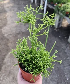 Rhipsalis Cereuscula Live Plant – 4in Pot Trailing Jungle Cactus for Indoors - Image 3
