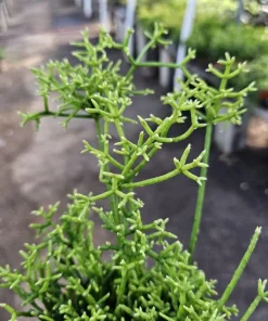 Rhipsalis Cereuscula Live Plant – 4in Pot Trailing Jungle Cactus for Indoors - Image 4