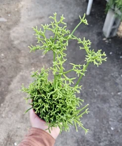 Rhipsalis Cereuscula Live Plant – 4in Pot Trailing Jungle Cactus for Indoors - Image 5