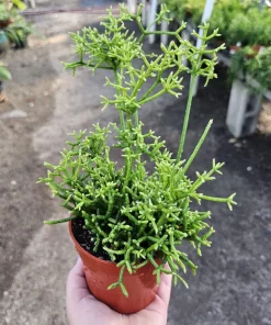 Rhipsalis Cereuscula Live Plant – 4in Pot Trailing Jungle Cactus for Indoors - Image 6