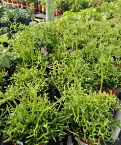 Rhipsalis Cereuscula Live Plant – 4in Pot Trailing Jungle Cactus for Indoors - Image 7
