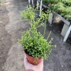 Rhipsalis Cereuscula Live Plant – 4in Pot Trailing Jungle Cactus for Indoors - Image 1