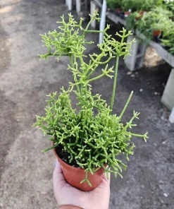 Rhipsalis Cereuscula Live Plant – 4in Pot Trailing Jungle Cactus for Indoors - Image 1