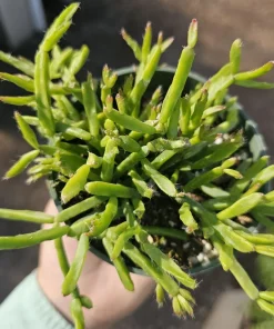 Rhipsalis Trigona Live Plant – Rare Jungle Cactus, 4-inch Pot – Pet Safe Indoor Plant - Image 2
