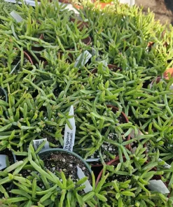 Rhipsalis Trigona Live Plant – Rare Jungle Cactus, 4-inch Pot – Pet Safe Indoor Plant - Image 3
