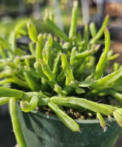 Rhipsalis Trigona Live Plant – Rare Jungle Cactus, 4-inch Pot – Pet Safe Indoor Plant - Image 4