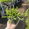 Rhipsalis Trigona Live Plant – Rare Jungle Cactus, 4-inch Pot – Pet Safe Indoor Plant - Image 1