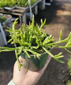 Rhipsalis Trigona Live Plant – Rare Jungle Cactus, 4-inch Pot – Pet Safe Indoor Plant - Image 1