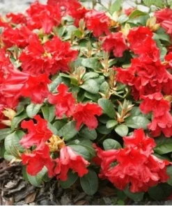 Rhododendron Baden-Baden Live Plant – Bright Red Flowers – 1 Gallon Shrub - Image 2