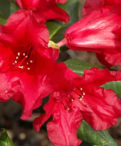 Rhododendron Baden-Baden Live Plant – Bright Red Flowers – 1 Gallon Shrub - Image 3