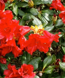 Rhododendron Baden-Baden Live Plant – Bright Red Flowers – 1 Gallon Shrub - Image 4