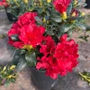 Rhododendron Baden-Baden Live Plant – Bright Red Flowers – 1 Gallon Shrub - Image 1