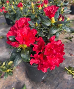 Rhododendron Baden-Baden Live Plant – Bright Red Flowers – 1 Gallon Shrub - Image 1