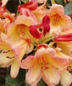 Rhododendron Bergie Larson Live Plant - Yellow & Orange Flowers - #2 Container Size - Hardy to 10 F - Image 2