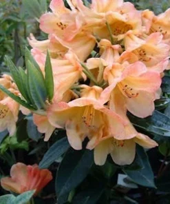 Rhododendron Bergie Larson Live Plant - Yellow & Orange Flowers - #2 Container Size - Hardy to 10 F - Image 3
