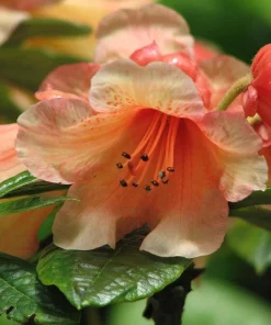 Rhododendron Bergie Larson Live Plant - Yellow & Orange Flowers - #2 Container Size - Hardy to 10 F - Image 4