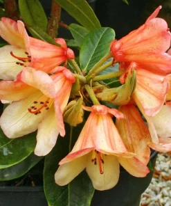 Rhododendron 'Bergie Larson' Live Plant – Yellow & Orange Flowers – #1 Container - Image 5
