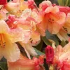 Rhododendron Bergie Larson Live Plant - Yellow & Orange Flowers - #2 Container Size - Hardy to 10 F - Image 1