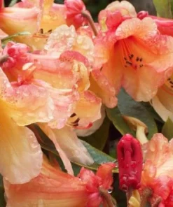 Rhododendron Bergie Larson Live Plant - Yellow & Orange Flowers - #2 Container Size - Hardy to 10 F - Image 1