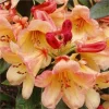 Rhododendron 'Bergie Larson' Live Plant – Yellow & Orange Flowers – #1 Container - Image 1