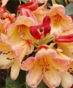 Rhododendron 'Bergie Larson' Live Plant – Yellow & Orange Flowers – #1 Container - Image 1