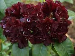 Rhododendron 'Black Widow' Live Plant - Dark Red, Almost Black Blooms - #2 Container - Outdoor Shrub - Image 2