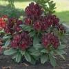 Rhododendron 'Black Widow' Live Plant - Dark Red, Almost Black Blooms - #2 Container - Outdoor Shrub - Image 1