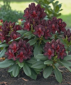 Rhododendron 'Black Widow' Live Plant - Dark Red, Almost Black Blooms - #2 Container - Outdoor Shrub - Image 1